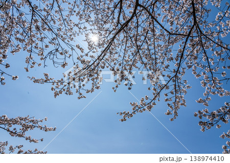 満開の桜と青空のコピースペース 138974410