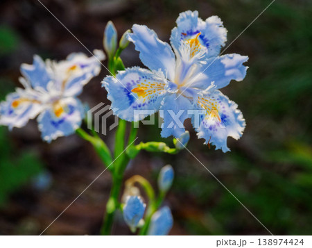 アヤメ科の多年草シャガの花 138974424