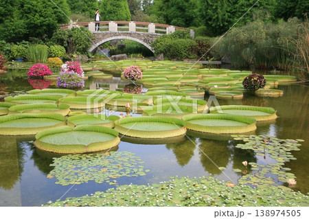 オニバス・琵琶湖水生植物園【滋賀県草津市】 オニバス・琵琶湖水生植物園【滋賀県草津市】 138974505