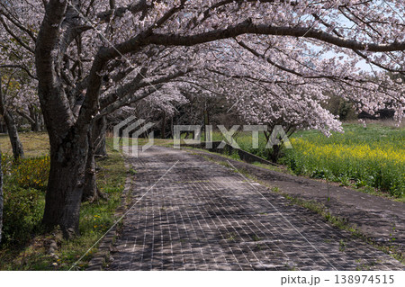 桜咲く並木道 桜咲く並木道 138974515