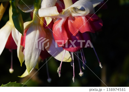Hanging Fuchsia Flowers with White and Red Petals Hanging Fuchsia Flowers with White and Red Petals 138974581