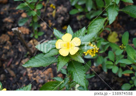 Bright Yellow Turnera Ulmifolia Flower Close Up View Bright Yellow Turnera Ulmifolia Flower Close Up View 138974588