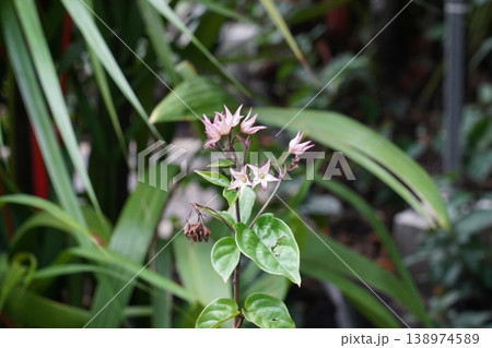 Bleeding Heart Vine Blooming in a Lush Garden Setting Bleeding Heart Vine Blooming in a Lush Garden Setting 138974589