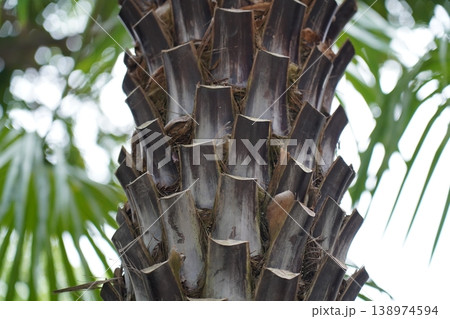 Palm Tree Trunk Texture Nature Close Up 138974594