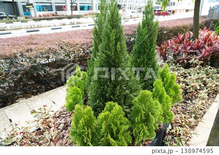 Thuja Orientalis Plantings in Urban Landscape Thuja Orientalis Plantings in Urban Landscape 138974595