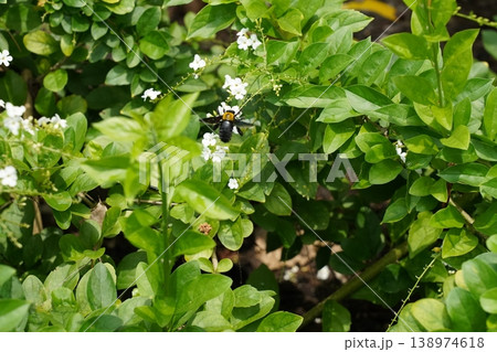 Carpenter Bee on Flowers Duranta Erecta Carpenter Bee on Flowers Duranta Erecta 138974618