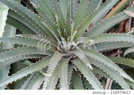 Closeup of a Dyckia Plant with Sharp Spines Closeup of a Dyckia Plant with Sharp Spines 138974627