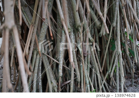 Mangrove Prop Roots Natural Texture Background Mangrove Prop Roots Natural Texture Background 138974628