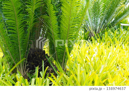 Lush Cycads and Vibrant Bromeliads Tropical Foliage 138974637