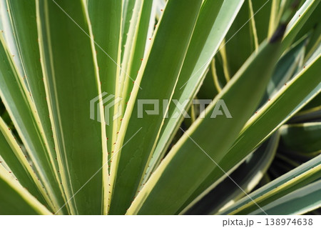 Striking Agave Americana Leaves Close Up View 138974638