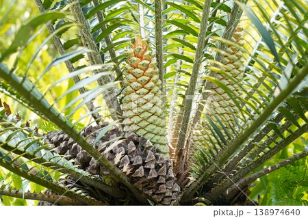 Close Up of a Cycas Plant with Cones in Natural Setting 138974640