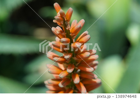 Close up of an Aloe flower with orange petals Close up of an Aloe flower with orange petals 138974648