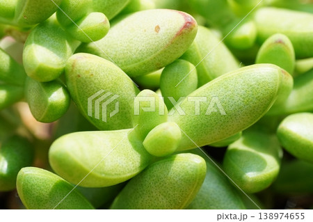 Closeup of Baby Toes Succulent Green Leaves Closeup of Baby Toes Succulent Green Leaves 138974655