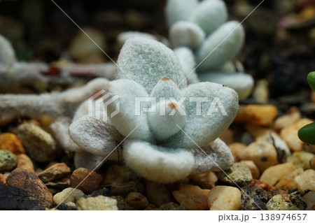 Cotyledon Tomentosa Succulent Bear's Paw Plant Closeup 138974657