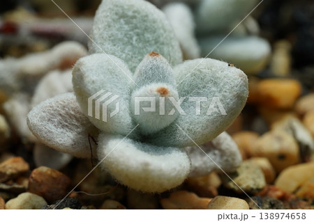 Closeup of a Cotyledon Tomentosa Succulent Plant 138974658