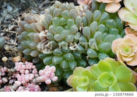 Haworthia cooperi Succulent Garden Still Life Haworthia cooperi Succulent Garden Still Life 138974666