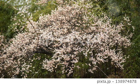Gangneung Ojukheon 138974878
