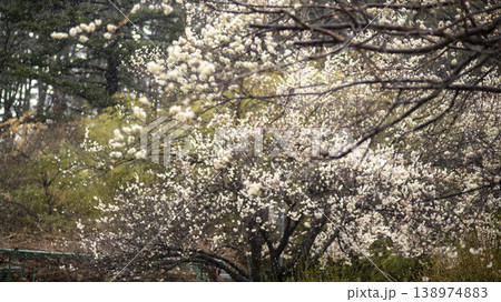 Gangneung Ojukheon 138974883