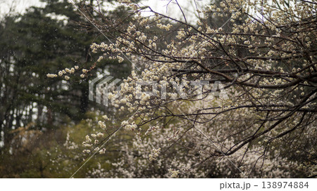 Gangneung Ojukheon 138974884