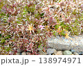 一輪だけ咲いた芝桜 春 一輪だけ咲いた芝桜 春 138974971