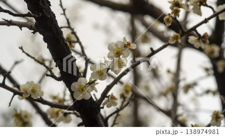 Gangneung Ojukheon 138974981
