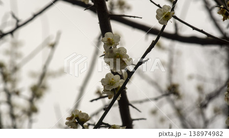 Gangneung Ojukheon Gangneung Ojukheon 138974982