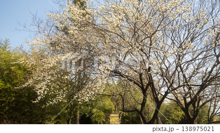 Gangneung Ojukheon 138975021