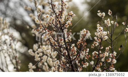 Gangneung Ojukheon Gangneung Ojukheon 138975032