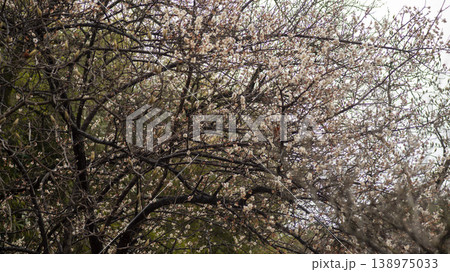 Gangneung Ojukheon Gangneung Ojukheon 138975033