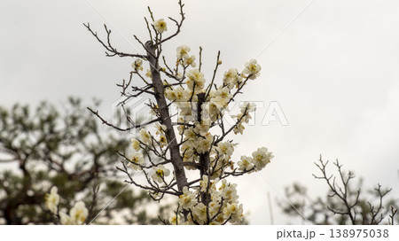 Gangneung Ojukheon 138975038