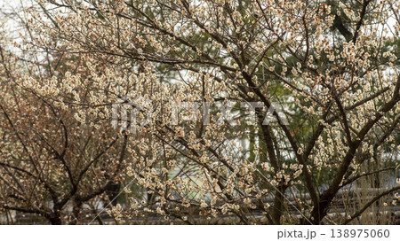 Gangneung Ojukheon 138975060