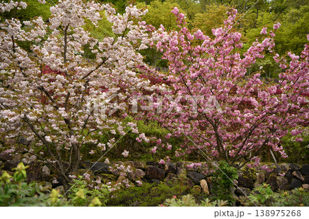 桜 138975268