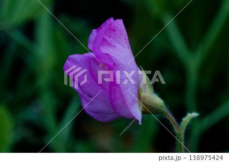 赤いスイートピーの花 138975424