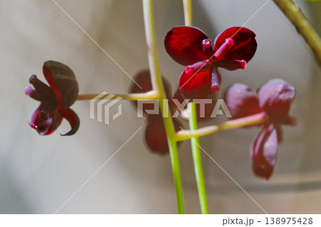 アケビ科ミツバアケビの雌花 アケビ科ミツバアケビの雌花 138975428