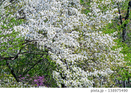 日本固有種サクラ属の基本野生種 ヤマザクラの開花 138975490