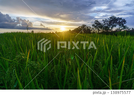Beautiful morning view in Indonesia, panoramic landscape of rice fields with mountain ranges and clear sky Beautiful morning view in Indonesia, panoramic landscape of rice fields with mountain ranges and clear sky 138975577