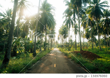 Title/Description: Scenic straight asphalt road lined with tall tropical coconut palm trees during golden hour sunlight. Title/Description: Scenic straight asphalt road lined with tall tropical coconut palm trees during golden hour sunlight. 138976060