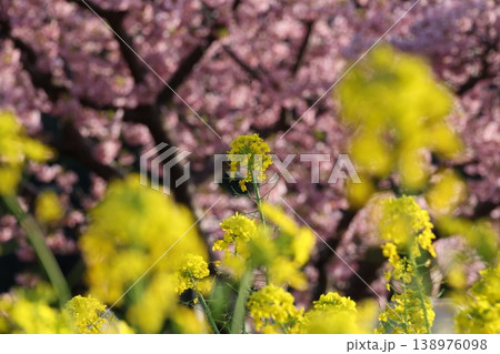 春の陽気 河津桜 138976098