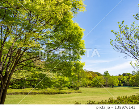 青空に映える新緑の公園風景【千葉県松戸市 21世紀の森と広場】 青空に映える新緑の公園風景【千葉県松戸市 21世紀の森と広場】 138976143