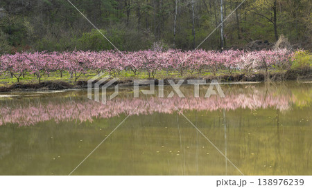 Gyeongsan Homyeongji 138976239