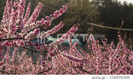 Gyeongsan Homyeongji 138976300