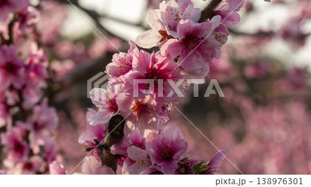 Gyeongsan Homyeongji 138976301