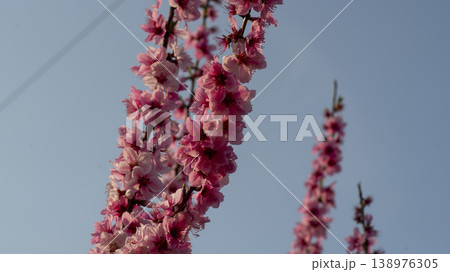 Gyeongsan Homyeongji 138976305