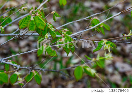 初春に開花する花　ヒュウガミズキ 138976406