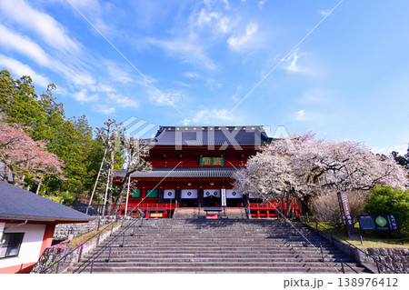 日光市 日光山輪王寺 三仏堂の満開の金剛桜 日光市 日光山輪王寺 三仏堂の満開の金剛桜 138976412