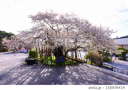 日光市 日光山輪王寺 三仏堂の満開の金剛桜 日光市 日光山輪王寺 三仏堂の満開の金剛桜 138976414