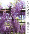 咲き誇る藤の花 138976424