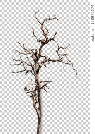 The tree is dry and dead isolated on transparent background. The tree is dry and dead isolated on transparent background. 138976574