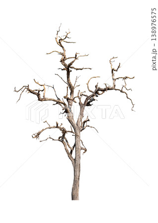 The tree is dry and dead isolated on transparent background. 138976575