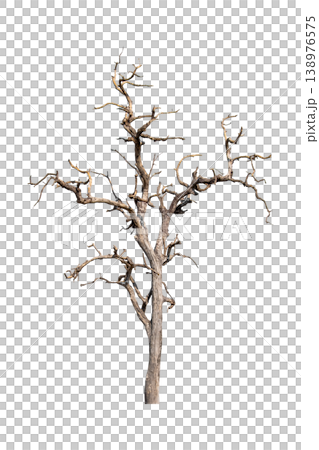 The tree is dry and dead isolated on transparent background. The tree is dry and dead isolated on transparent background. 138976575